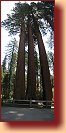 Sequoia N.P. 