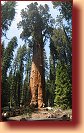 Sequoia N.P. 