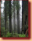 Redwood N.P. 