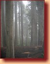 Redwood N.P. 